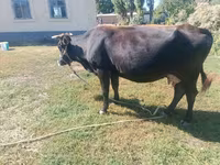 Krava, Skot — foto 1