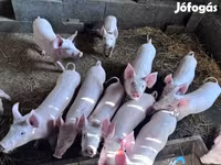 Babi betina, Pigs — foto 3