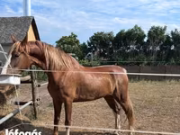 Klisna, Dutch warmblood horse — foto 4