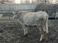 Vacă, Bovine — foto 3
