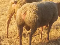 Widder, Rouge de l’Ouest sheep — Foto 3