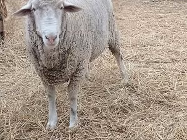 قوچ, Merino sheep