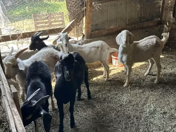 Козел, Beetal goats