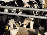 İnek, Russian Black pied cattle — foto 5