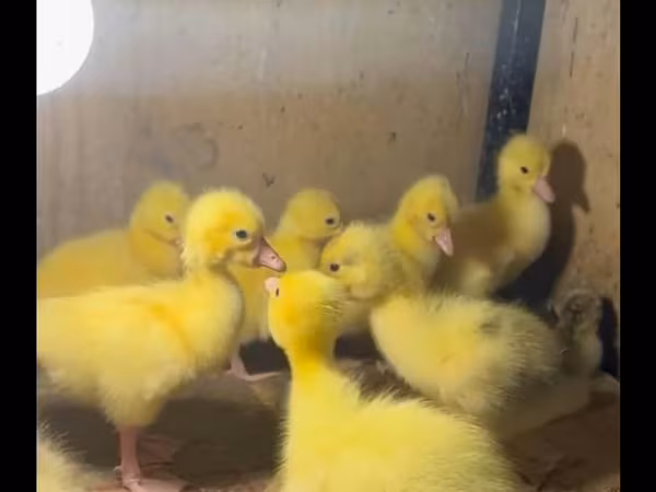 Geese — Azerbaijan