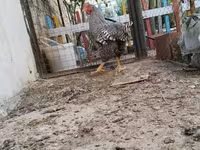 Chickens — புகைப்படம் 3