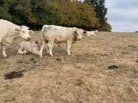 Lembu jantan, Charolais cattle — foto 3