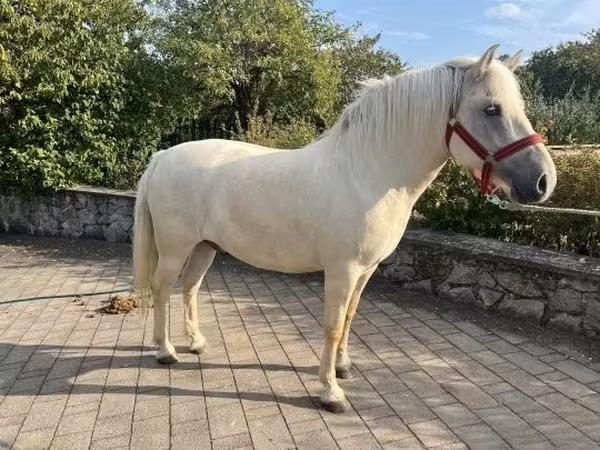 Horse (M), Fjогd — Hungary
