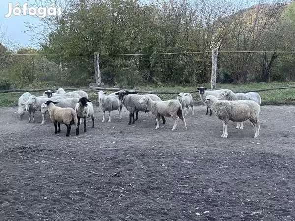 Κριός, White Suffolk sheep