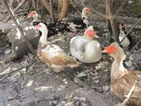 Muscovy domestica — foto 1