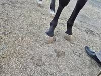 Koń, Thoroughbred horse — zdjęcie 3