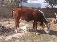 Krava, Latvian Blue cattle — foto 4