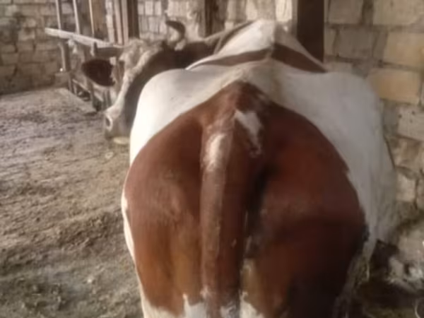 Cow, Simmental cattle — Azerbaijan
