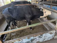گاو نر, Swiss cattle — عکس 1