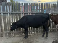 Krava, Simmental cattle — foto 4