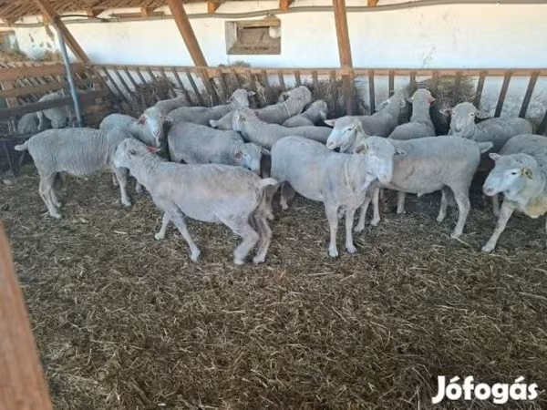 Beran, Merino sheep