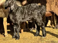 Beran, Arashan sheep — foto 1
