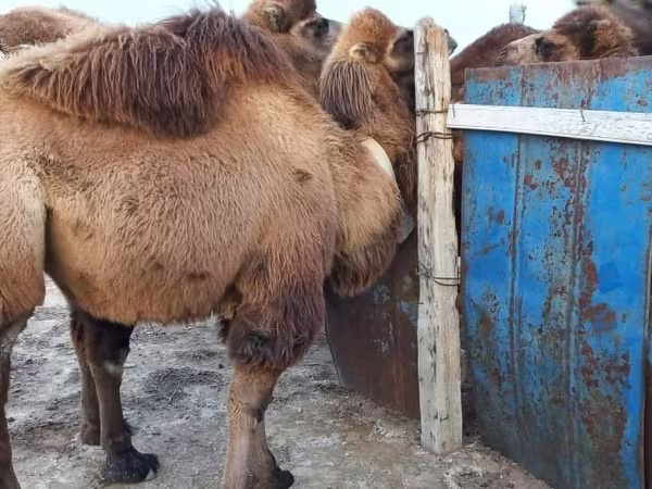 Cămilă femelă, Kazakh Bactrian camel
