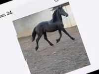 Cavalla, Cavalli — foto 6