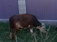 Bull, Cattle — photo 1