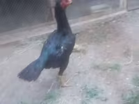 Chickens — 6. fotó