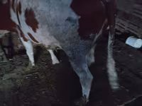 Vacă, Simmental cattle — foto 1