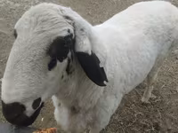 Ram, Arashan sheep — photo 1