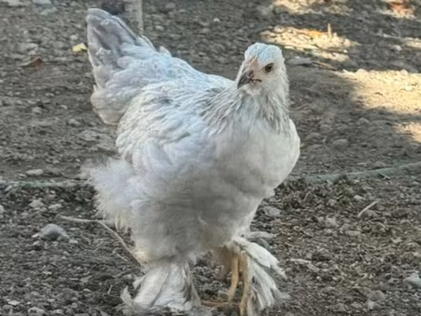 Chickens
