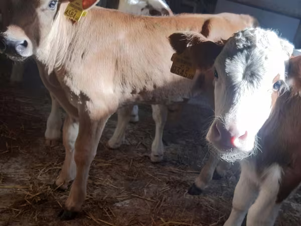 Cattle (batch, sex not specified), Simmental cattle
