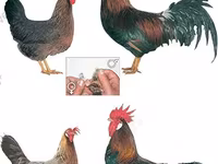 Chickens — Foto 3