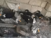 Ducks — foto 6