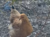 Chickens — 사진 3
