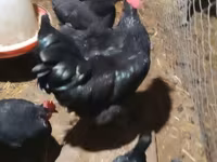 Australorp — foto 1
