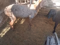 میش, Karakul sheep — عکس 1