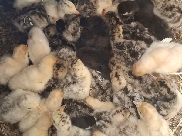 Turkeys — Киргизстан