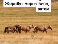 Жеребят через весы любой регион — 사진 5