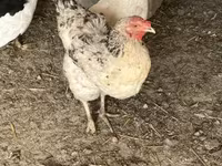 Brahma — Foto 3