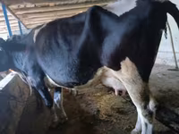 گائے, Russian Black pied cattle — تصویر 3