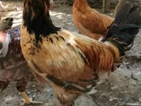 Chickens — foto 3