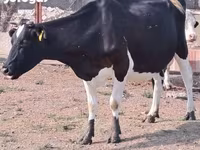 Lembu betina, Holstein breed — foto 2