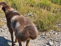 گوسفند (گروه، جنسیت مشخص نشده), Edilbay sheep — عکس 2