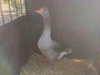 Geese — 写真 1
