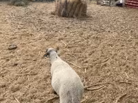 قوچ, Tsigai sheep — عکس 3