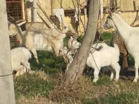 بز ماده, بز — عکس 7