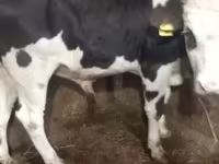 황소, Russian Black pied cattle — 사진 1