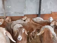 Kambing betina, Arashan sheep — foto 2