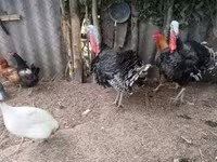Turkeys — снимка 1