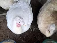 Turkeys — снимка 1
