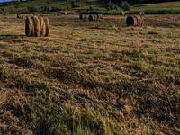 Продам луговую траву — fotografija 3