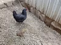Chickens — รูปภาพ 5